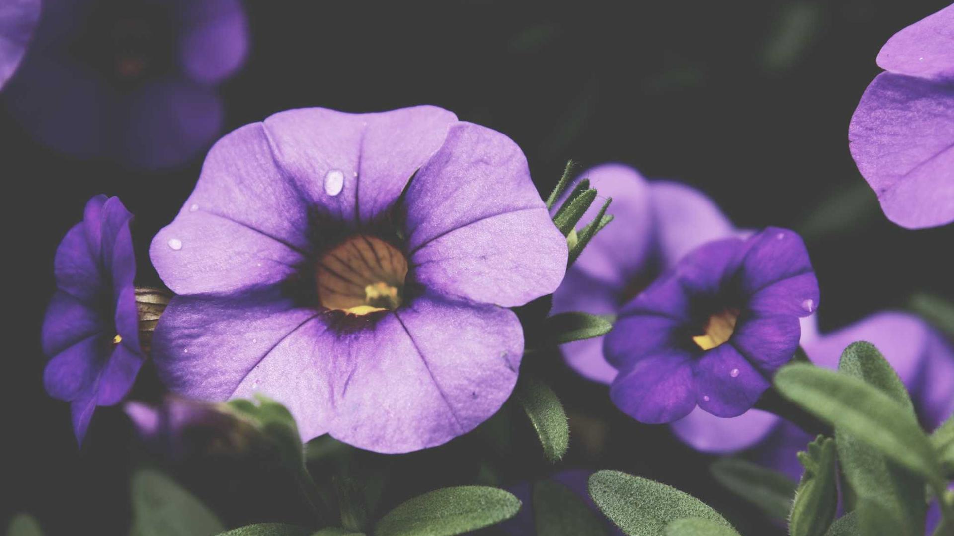 精美的花束展示